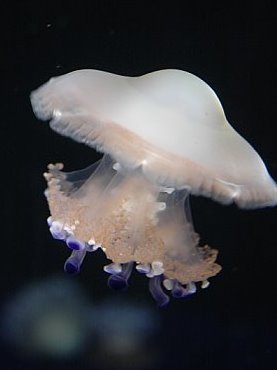 jellyfish2.jpg