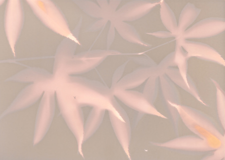 photogram_maple11.jpg