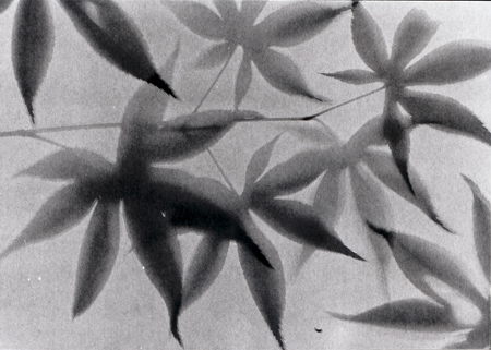 photogram_maple2.jpg