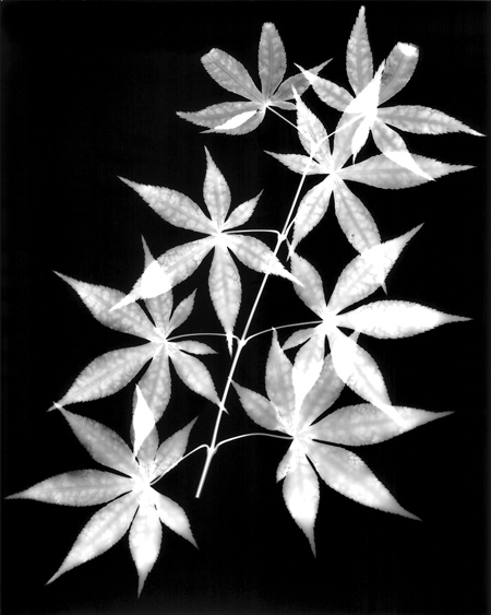 photogram_maple3.jpg