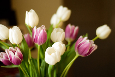 spring tulips