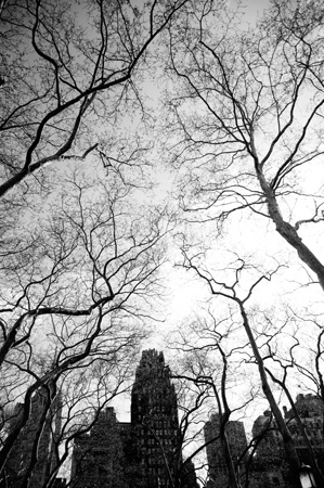 Trees Over Bryant Park