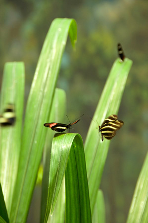 butterflies