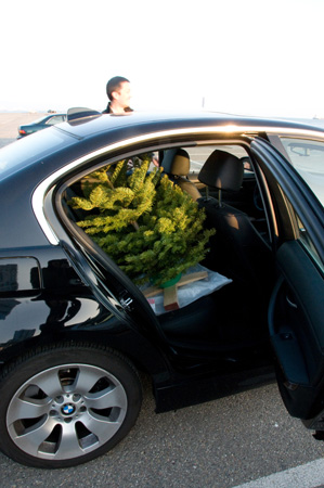 Tree in the Car