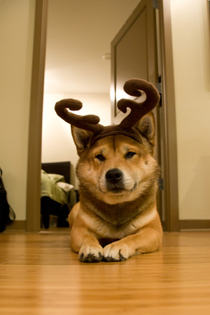 Koa Reindeer